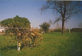 Miner Farm cemetery, Waterloo twp. Allamakee co. IA - photo by Janice Sowers