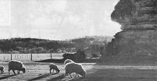 sheep grazing near Motor Mill