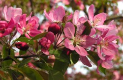 crab apple blossoms.jpg