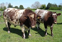 shorthorns.jpg