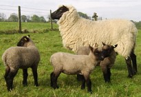 shropshires.jpg